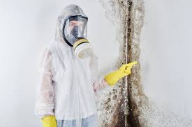 Best Mold Damage Restoration in Juneau, WI